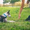 La meute d’Onyx – Educateur et comportementaliste canin - Yvelines