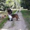 Balade canine