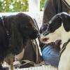 communication canine