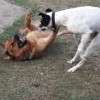 jeux canins