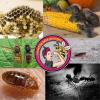 Insectes et rongeurs