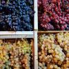 Raisin rouge, raisin blanc, raisin rosé proposés par La Petite Jardinerie, producteur et primeur fruits et légumes à Romorantin Lanthenay (41200), Mur de Sologne et Vierzon