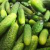 Cornichons Bio dans le Perche, La Récolte des Gautier à Dompierre sous Brou (28160)