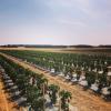 Plantation de piments, La Récolte des Gautier à Dompierre sous Brou (28160)