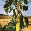 Agriculture biologique à Dompierre sous Brou (28160), La Récolte des Gautier