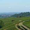 le vignoble POUILLY-FRUISSE au pied de la roche.