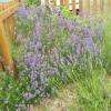 une surprise au milieu des rosiers :-)