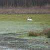 Cygne tuberculé sur l'étang de Theillay.