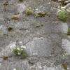 les fleurs du rocher