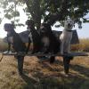 dressage canin