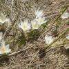 Les crocus