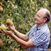 Mr Lallaouret, attentionné par ses poiriers, Lallaouret Frères à Le Tremblay sur Mauldre (78) près de Trappes