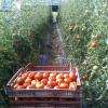 tomates fraiches et mûres :)