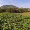 champs de potimarrons et autres courges :)
