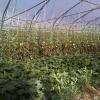 serres 2