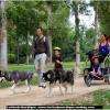 Cani rando et cani carriole !