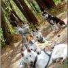 Les huskies de Latitude Nordique !