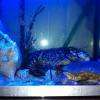 L aquarium de votre repas ??