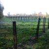 les nouvelles plantations d'arbres du bois de Champagne