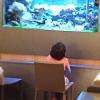 Enfant devant l'aquarium