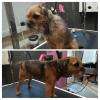 Toilettage chien : avant et après, Salon de toilettage pour chiens et chats Le Chien Mignon, à Rambouillet (78120)