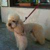 caniche