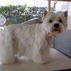 westie