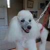 caniche