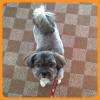 Croisé shih tzu en tonte