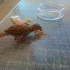 Moineau gourmand