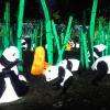 panda