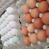 oeufs 