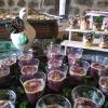Mise en bouche, plats, desserts en buffet ou avec service .
