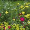 Roses en massif