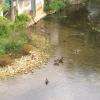 Canards et poules d'eau (dont un bébé !) 