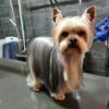 Toilettage naturel Le Monde des Chiens-Harmonie&Animaux