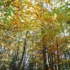 La forêt