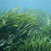 les herbes
