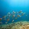 banc de poissons