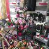 Boutique de fleurs Le Petit Mont Fleuri - Florajet, St Rémy des Monts (72600)