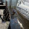 les canards entre les bateaux chinent
