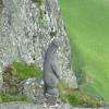 Statue de marmotte à l'arrivée du téléphérique