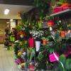 Large choix de fleurs coupées et plantes