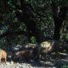une famille "cochons" !!!