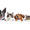 nombreux services spécialisés dédiés à la relation entre vous et votre animal domestique pour vos bien-être respectifs : Cours en intérieur et en extérieur, éducation de base du chiot (propreté, rappel…), rééducation comportementale de l’animal, garde et surveillance de vos chats et chiens toute l'année et en périodes de congés

