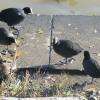 Ragondins et poules d'eau font bon ménage ( car la nourriture est abondante !)
