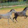 pur sang arabes