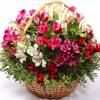 Corbeille exotique  en osier d'Alstroemerias fuchsias et du feuillage.