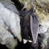 Chauve-souris
