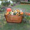 panier garni de courges